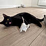 animal, black_cat, cat, cute, domestic_cat, ears, feline, flooring, indoor, lying_down, mouse_toy, pet, playful, plush_toy, soft_light, tail, tongue_out, toy, whiskers, wooden_floor