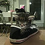 Lasagne a rejoint le concours — aidez-le/la à gagner de superbes lots ! carnivoran, cat, cat_like_mammal, domestic_short_haired_cat, furniture, kitten, mammal, small_to_medium_sized_cats, technology, whiskers