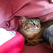 Lasagne a rejoint le concours — aidez-le/la à gagner de superbes lots ! asian, california_spangled, carnivoran, cat, cat_like_mammal, dragon_li, eye, kitten, mammal, organ, small_to_medium_sized_cats, snout, tabby_cat, whiskers