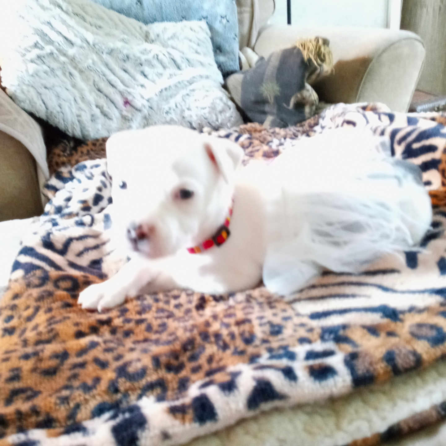 Bella is registered to the contest to win money with this photo: animal, architecture, blanket, building, canine, couch, cushion, dog, furniture, homedecor, hound, indoors, interiordesign, linen, person, pet, pillow, puppy, sleeping, terrier