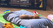 Pee Wee joined the competition — help win amazing prizes! puppy, dog, brown_dog, sleeping, lying_down, pet, dog_bed, blanket, toy, stuffed_animal, colorful_toys, living_room, rug, bookshelf, books, television_stand, home_decor, wood_floor, indoor, cozy