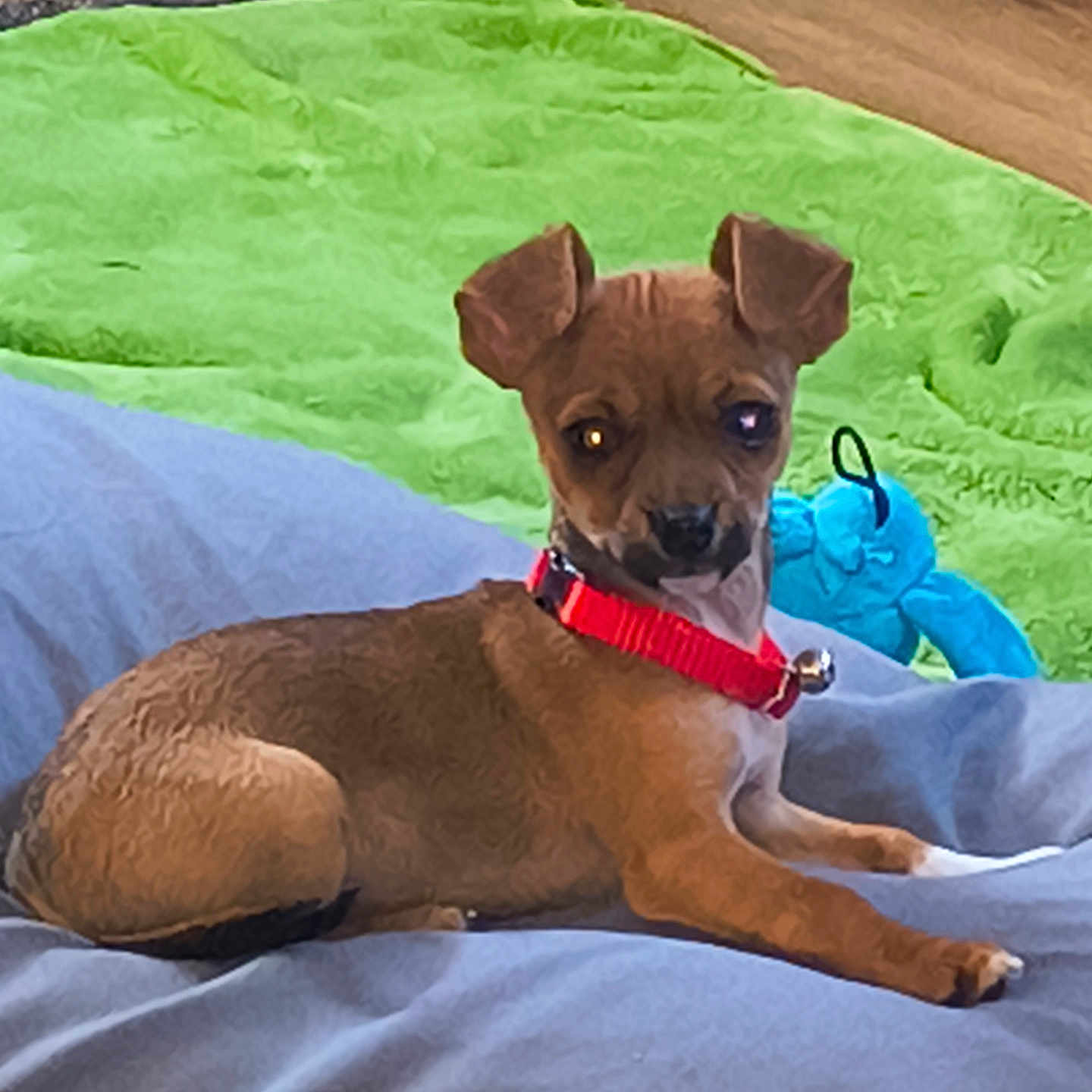 Pee Wee is registered to the contest to win money with this photo: puppy, dog, brown_dog, small_dog, red_collar, blue_toy, bed, blanket, bedroom, indoor, lying_down, sitting, pet, canine, short_hair, floppy_ears, looking_at_camera, animal_portrait, cozy, colorful_bedding