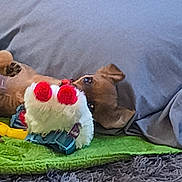 Pee Wee is registered to the contest to win money with this photo: dog, puppy, pet, toy, plush_toy, bed, blanket, pillow, bedroom, indoors, cozy, sleeping, lying_down, brown_dog, small_dog, rug, carpet, green_mat, stuffed_animal, home_decor