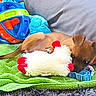 Pee Wee is registered to the contest to win money with this photo: puppy, dog, brown_dog, toy, plush_toy, green_blanket, gray_pillow, shaggy_rug, indoor, home, cozy, resting, lying_down, playing, pet, animal, colorful_toys, books, cute, portrait
