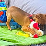 puppy, dog, brown_dog, pet, stuffed_toy, plush_toy, playing, indoors, blanket, green_blanket, rug, shaggy_rug, cushion, bed, books, bookshelf, home, living_room, chewing, cute