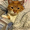 cat, ginger_cat, white_paws, feline, pet, animal, close_up, portrait, green_eyes, whiskers, ears, striped_fur, orange_fur, blanket, plaid, bed, cozy, indoors, relaxed, photography