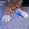 Maverick joined the competition — help win amazing prizes! cat, orange_cat, white_paws, tabby, pet, feline, animal, close_up, portrait, lying_down, stretched_out, large_paws, claws, whiskers, green_eyes, indoor, blanket, cozy, funny, photography