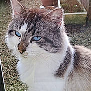 Mimi participe au concours pour gagner de l'argent avec cette photo : cat, blue_eyes, feline, outdoor, fur, whiskers, pet, animal, close_up, portrait, garden, nature, soft_light, domestic_cat, curious, mammal, tabby, white_fur, gray_fur, calm