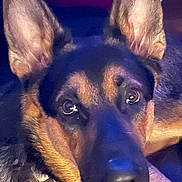 King joined the competition — help win amazing prizes! animal, black, brown, canine, close_up, collar, container, dog, domestic_animal, ears, floor, fur, german_shepherd, household_items, indoor, looking, pet, plastic, portrait, relaxed