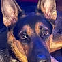 animal, black, brown, canine, close_up, collar, container, dog, domestic_animal, ears, floor, fur, german_shepherd, household_items, indoor, looking, pet, plastic, portrait, relaxed