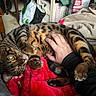 Trésor a rejoint le concours — aidez-le/la à gagner de superbes lots ! arm, bengal_cat, blanket, cat, claws, cozy, domestic, feline, fur, green_eyes, hand, indoor, paw, person, pet, playful, relaxed, resting, striped, warm