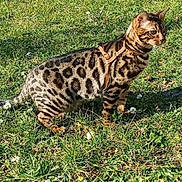 Trésor a rejoint le concours — aidez-le/la à gagner de superbes lots ! cat, bengal_cat, harness, grass, outdoor, spotted_coat, feline, pet, nature, daisy, sunlight, whiskers, ears, standing, alert, meadow, closeup, stripes, backyard, paws