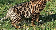 Trésor a rejoint le concours — aidez-le/la à gagner de superbes lots ! alert, backyard, bengal_cat, cat, closeup, daisy, ears, feline, grass, harness, meadow, nature, outdoor, paws, pet, spotted_coat, standing, stripes, sunlight, whiskers