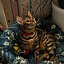 Trésor a rejoint le concours — aidez-le/la à gagner de superbes lots ! cat, bengal_cat, pet, striped_fur, collar, cat_bed, toy, floral_pattern, indoor, cardboard_boxes, storage, cozy, whiskers, paws, looking_up, curious, dim_light, home_interior, fabric, portrait