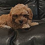puppy, dog, curly_hair, couch, leather, black, pet, indoor, resting, small_dog, fur, animal, cute, laying_down, domestic_animal, canine, companion, home, relaxed, furniture