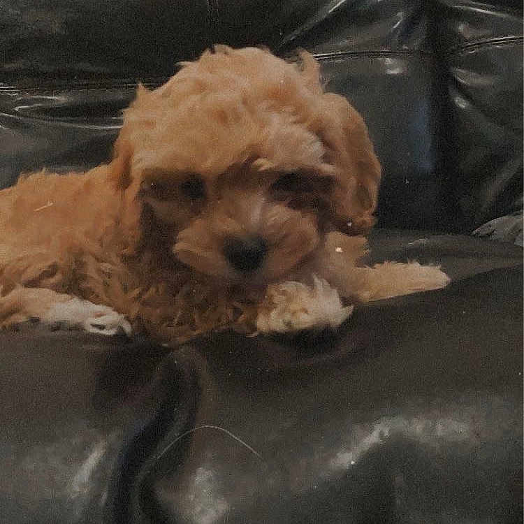 Rosie joined the competition — help win amazing prizes! animal, black, canine, companion, couch, curly_hair, cute, dog, domestic_animal, fur, furniture, home, indoor, laying_down, leather, pet, puppy, relaxed, resting, small_dog