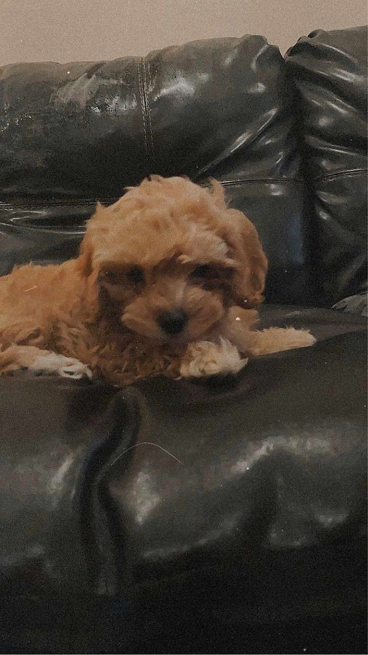 Rosie