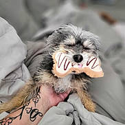 Rosco is registered to the contest to win money with this photo: affenpinscher, animal, bodypart, canine, cat, couch, dog, face, finger, furniture, hand, head, kitten, person, pet, poodle, puppy, skin, tattoo, terrier