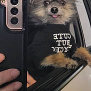 Rosco Ray joined the competition — help win amazing prizes! dog, mirror_selfie, car, window, hand, phone, black_shirt, tongue_out, fluffy, pet, cute, animal, vehicle, reflection, closeup, portrait, furry, domestic_animal, looking_out, casual
