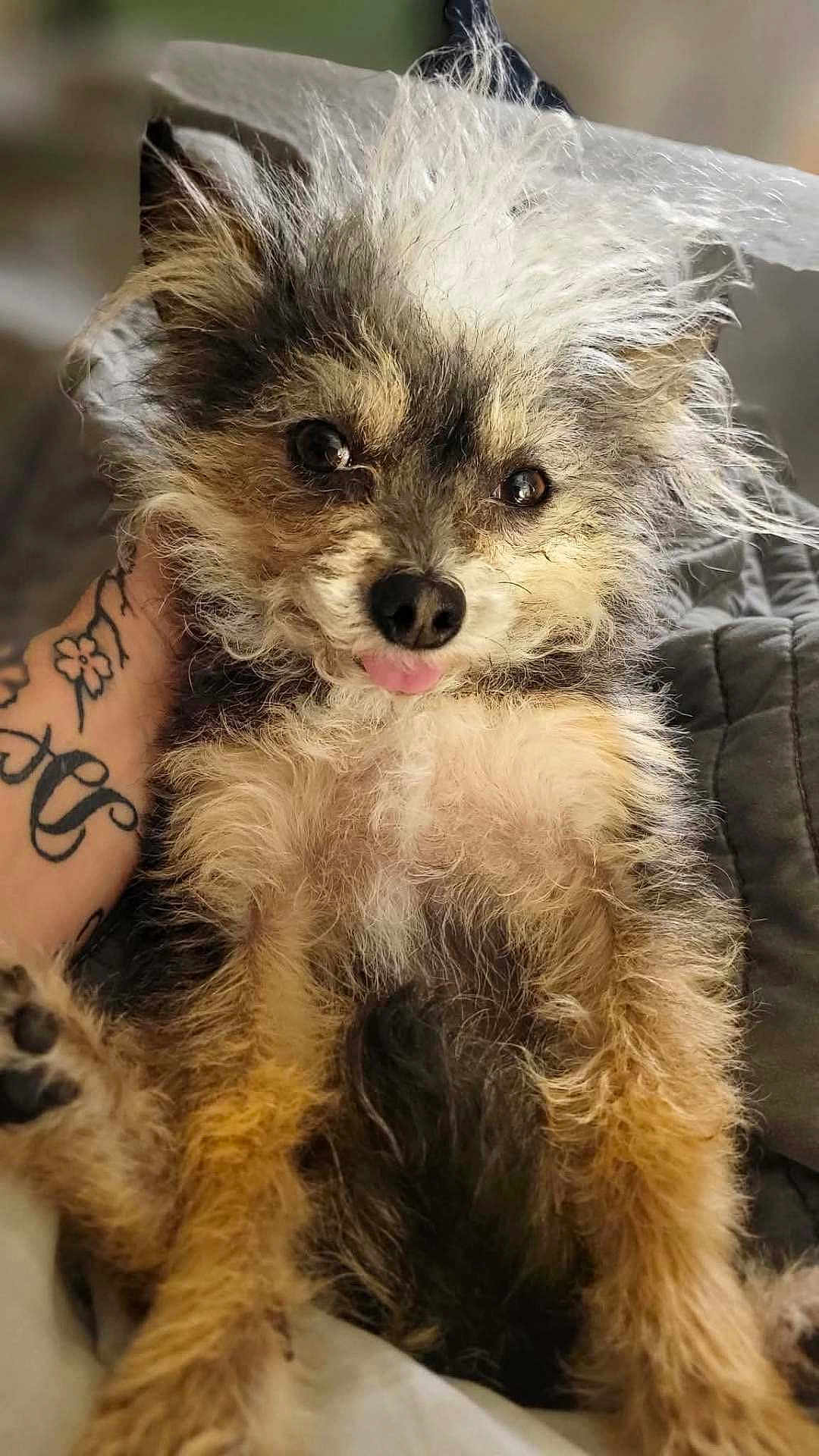 Rosco Ray joined the competition — help win amazing prizes! dog, fluffy, tongue_out, tattoo, hand, pet, cute, fur, closeup, indoor, animal, scruffy, brown, black, white, portrait, expression, relaxed, sitting, cozy