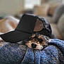 Rosco Ray joined the competition — help win amazing prizes! dog, pet, cap, hat, blanket, cozy, resting, cute, fur, snuggled, indoor, mesh, black, blue, animal, portrait, cute_pet, relaxed, closeup, sleepy