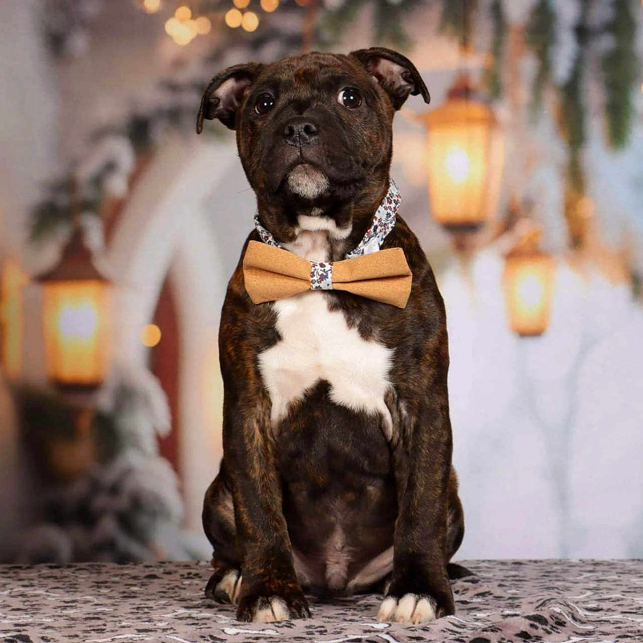 Vénus a rejoint le concours — aidez-le/la à gagner de superbes lots ! accessories, animal, bostonbull, bowtie, boxer, bulldog, canine, cat, collar, dog, formalwear, frenchbulldog, hound, labradorretriever, pet, pitbull, pug, puppy, snout, tie