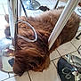 animal, bar_stool, brown, cozy, dog, domestic, floor, fluffy, furniture, household, indoor, metal, nap, pet, quiet, reflection, relaxation, resting, sleeping, tile
