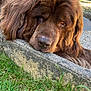 animal, brown, closeup, concrete, daylight, dog, fluffy, fur, garden, grass, head, large_dog, leaf, muzzle, nature, outdoor, pet, relaxed, resting, sleepy