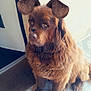 animal, brown_dog, canine, cartoon_ears, cartoon_nose, companion, cute, digital_filter, dog, door, fluffy, fur, house, indoors, mat, pet, portrait, sitting, tile_floor, waiting