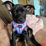 Lola joined the competition — help win amazing prizes! accessories, animal, bandana, canine, couch, cushion, dog, door, furniture, headband, homedecor, hound, husky, indoors, labradorretriever, pet, puppy, racket, sport, text