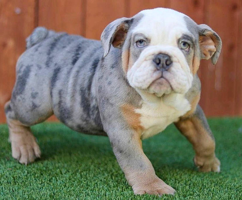 Lily is registered to the contest to win money with this photo: american_bulldog, ancient_dog_breeds, australian_bulldog, british_bulldogs, bulldog, canidae, carnivore, companion_dog, dog, dog_breed, dorset_olde_tyme_bulldogge, mammal, non_sporting_group, old_english_bulldog, olde_english_bulldogge, renascence_bulldogge, snout, toy_bulldog, vertebrate, white_english_bulldog