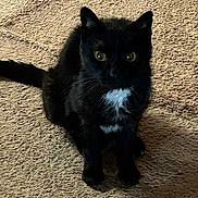 Boots is registered to the contest to win money with this photo: black_cat, cat, pet, animal, feline, indoor, carpet, texture, whiskers, ears, eyes, sitting, shadow, fur, white_patch, cute, domestic_cat, looking, mammal, paw