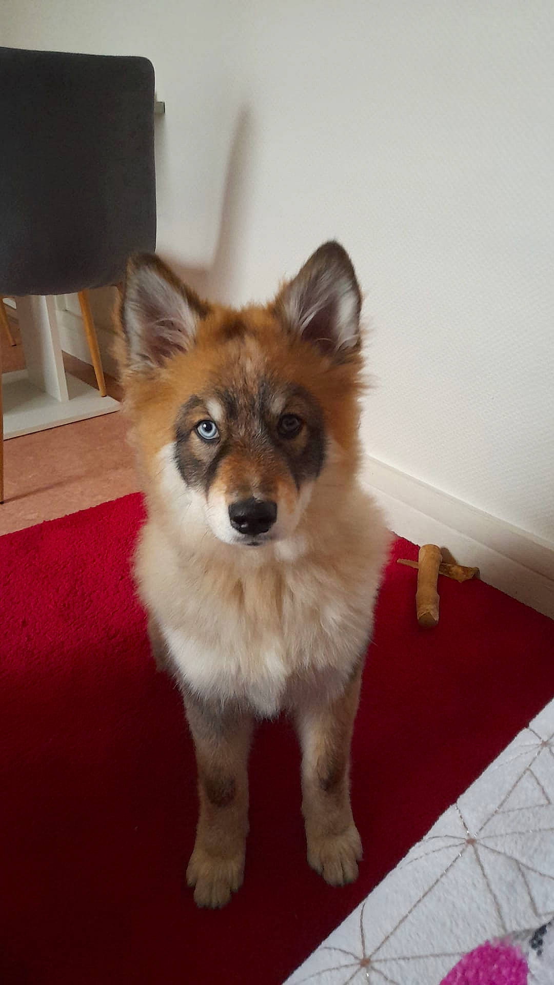 Atlas participe au concours pour gagner de l'argent avec cette photo : canidae, carnivore, companion_dog, dog, dog_breed, dog_supply, eye, fawn, flooring, fur, hardwood, non_sporting_group, snout, sporting_group, tail, terrestrial_animal, toy_dog, whiskers, wood, working_animal