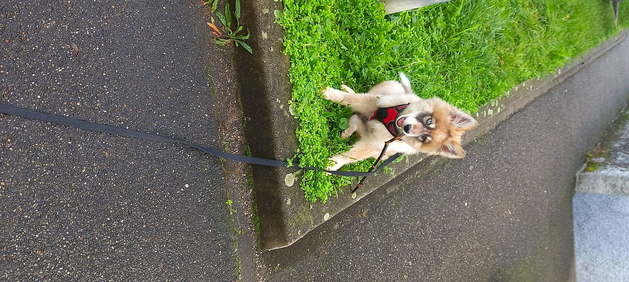 Atlas a rejoint le concours — aidez-le/la à gagner de superbes lots ! asphalt, carnivore, companion_dog, concrete, dog, dog_breed, dog_supply, fawn, grass, leash, plant, road, road_surface, shadow, shrub, sidewalk, sporting_group, tail, tar, toy_dog