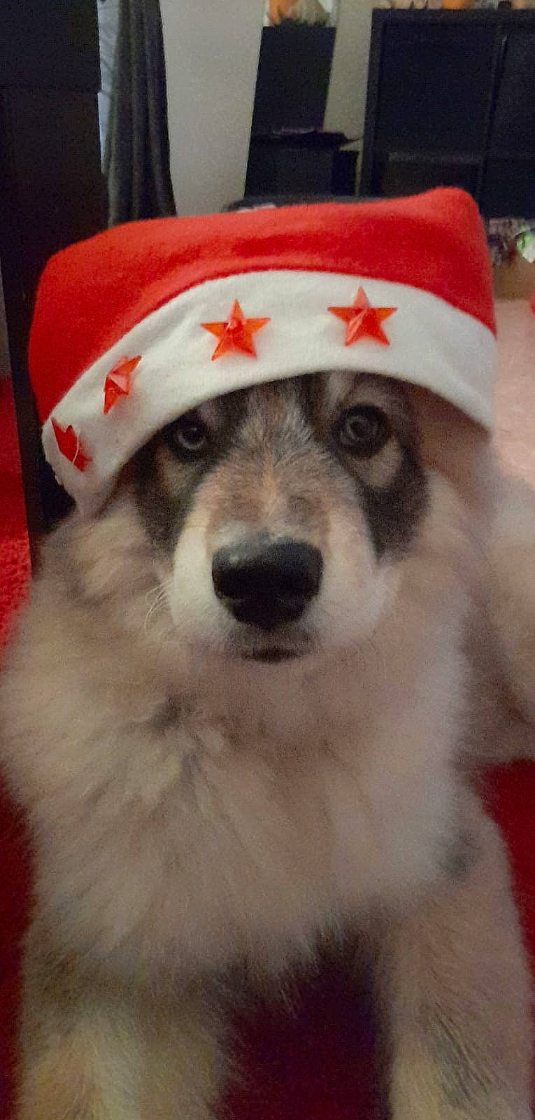 Atlas participe au concours pour gagner de l'argent avec cette photo : ancient_dog_breeds, canidae, cap, carnivore, companion_dog, costume_hat, dog, dog_breed, dog_supply, fur, hat, non_sporting_group, paw, snout, sporting_group, whiskers, working_animal, working_dog