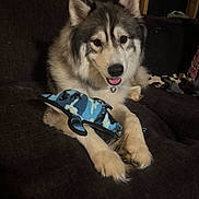 Bandit is registered to the contest to win money with this photo: animal, canine, comfort, couch, dog, dolphin_toy, domestic, fluffy, fur, happy, household, indoor, looking_at_camera, paw, pet, plush_toy, relaxed, resting, smiling, toy