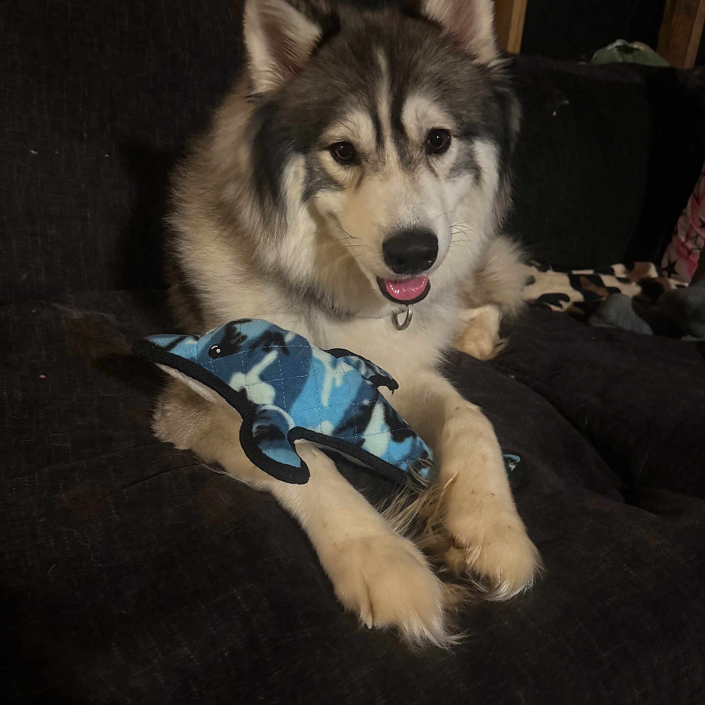 Bandit