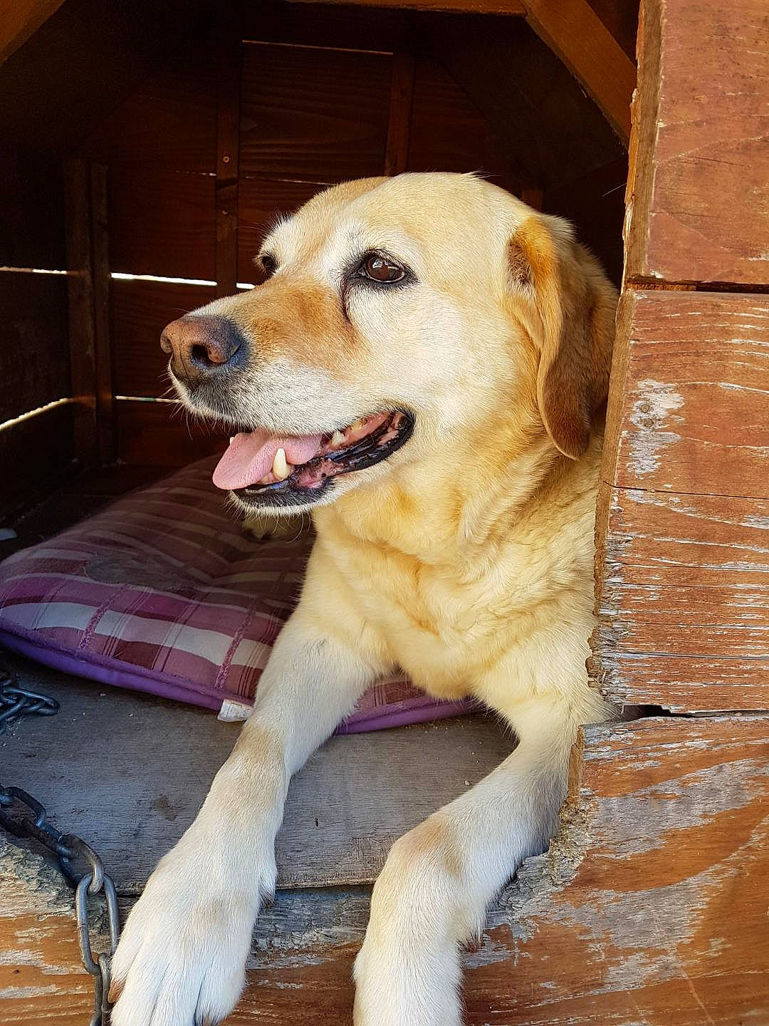 Cara a rejoint le concours — aidez-le/la à gagner de superbes lots ! carnivoran, companion_dog, dog, dog_breed, dog_breed_group, dog_like_mammal, golden_retriever, labrador_retriever, puppy, retriever, snout, sporting_group, whiskers