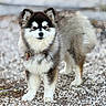 dog, animal, outdoor, fur, pet, canine, collar, tag, standing, gravel, cute, fluffy, portrait, nature, mammal, eyes, ears, paw, snout, walking