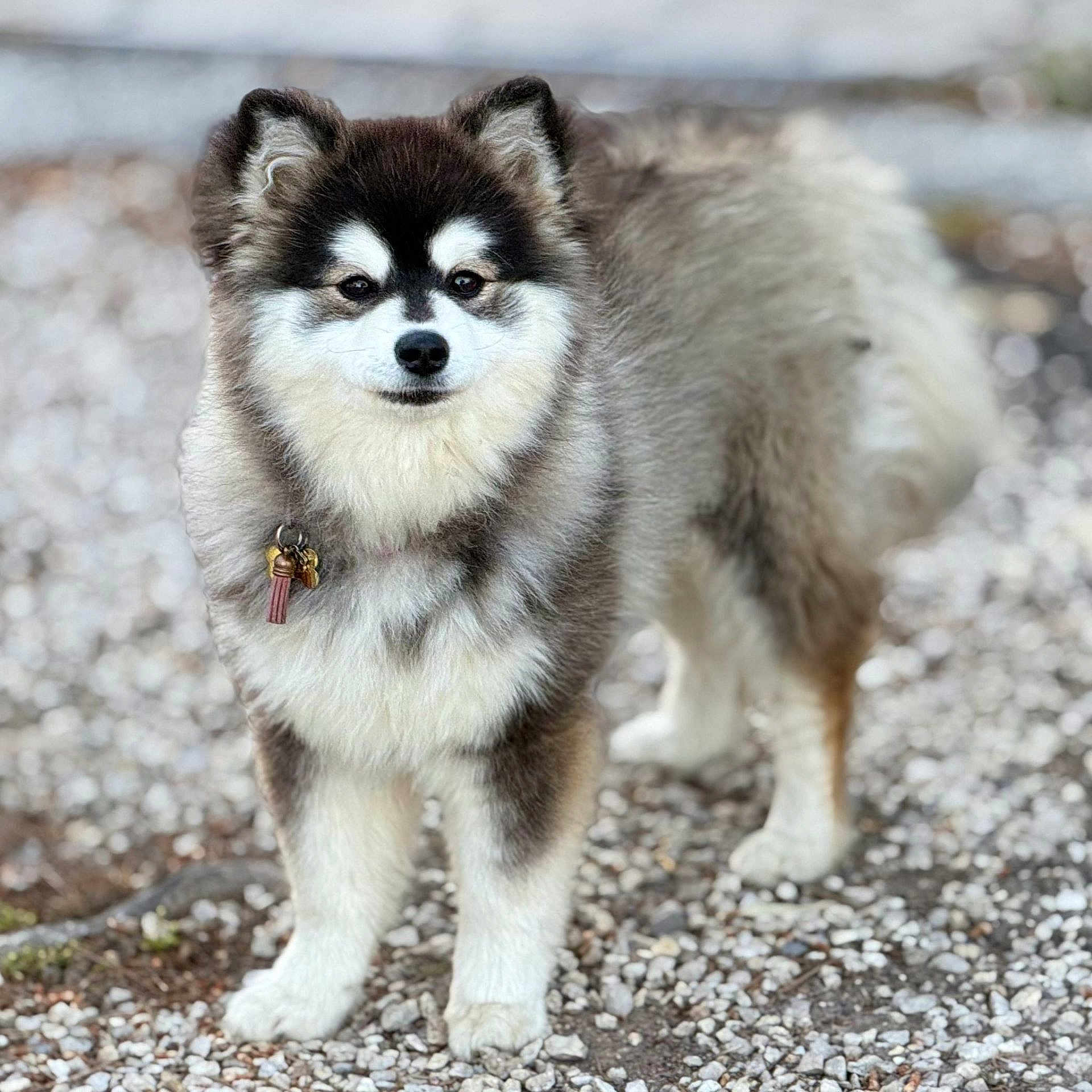 Tiana a rejoint le concours — aidez-le/la à gagner de superbes lots ! dog, animal, outdoor, fur, pet, canine, collar, tag, standing, gravel, cute, fluffy, portrait, nature, mammal, eyes, ears, paw, snout, walking
