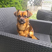 Scouby participe au concours pour gagner de l'argent avec cette photo : animal, brown_dog, chair, cute, dog, ears, fence, funny_expression, garden, grass, greenery, nose, outdoor, pet, sitting, small_dog, tail, tires, woven_chair, yard
