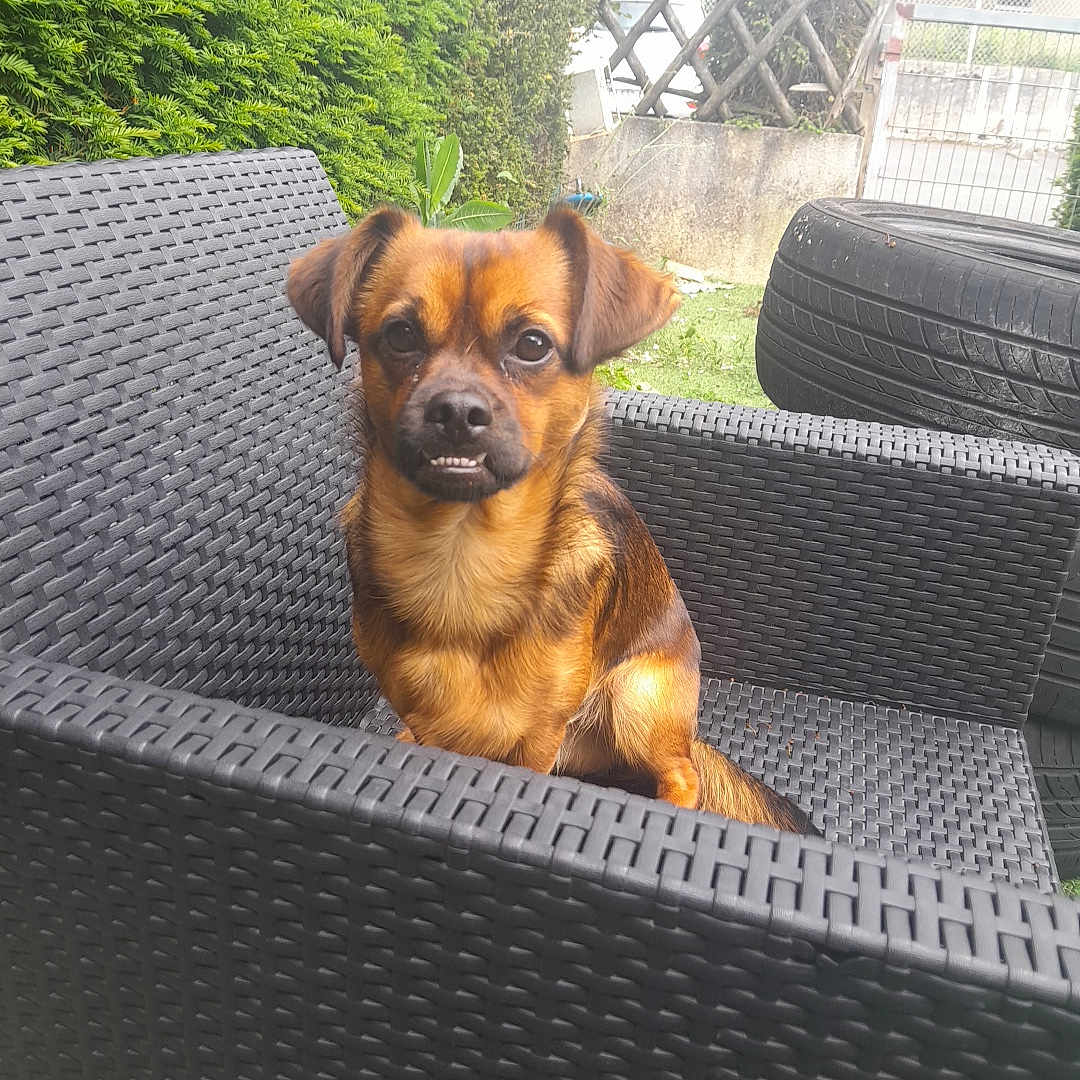 Scouby
