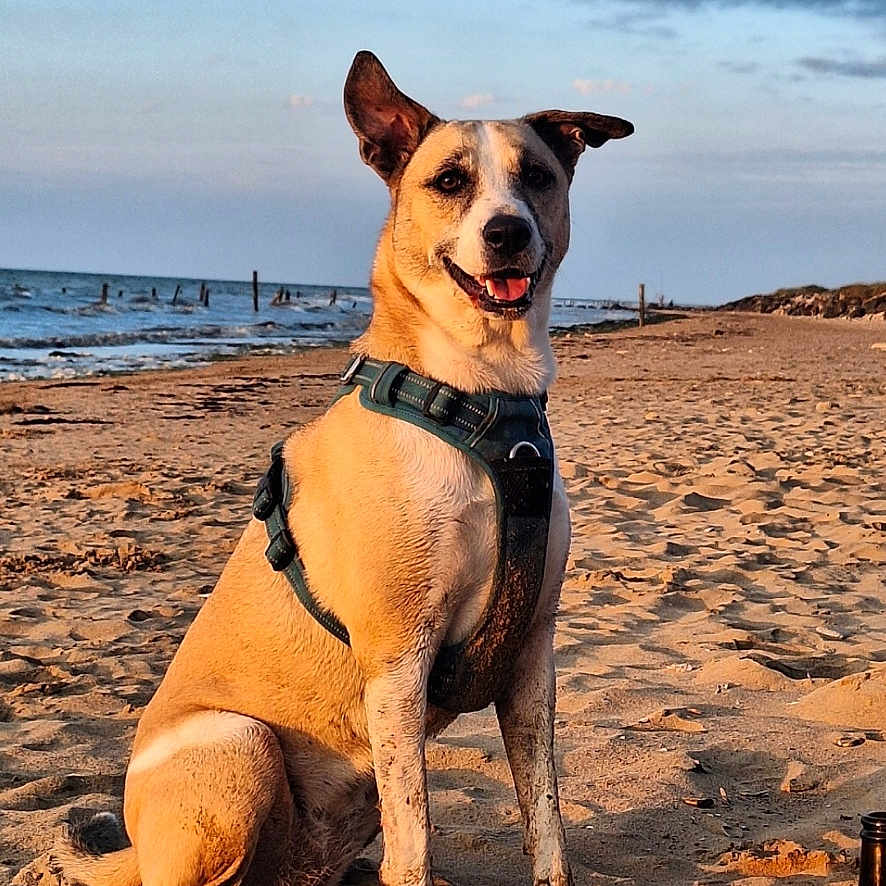 Gaïa a rejoint le concours — aidez-le/la à gagner de superbes lots ! accessories, animal, beach, canine, coast, dog, face, head, hound, nature, outdoors, person, pet, photography, portrait, sea, shoreline, sky, soil, water