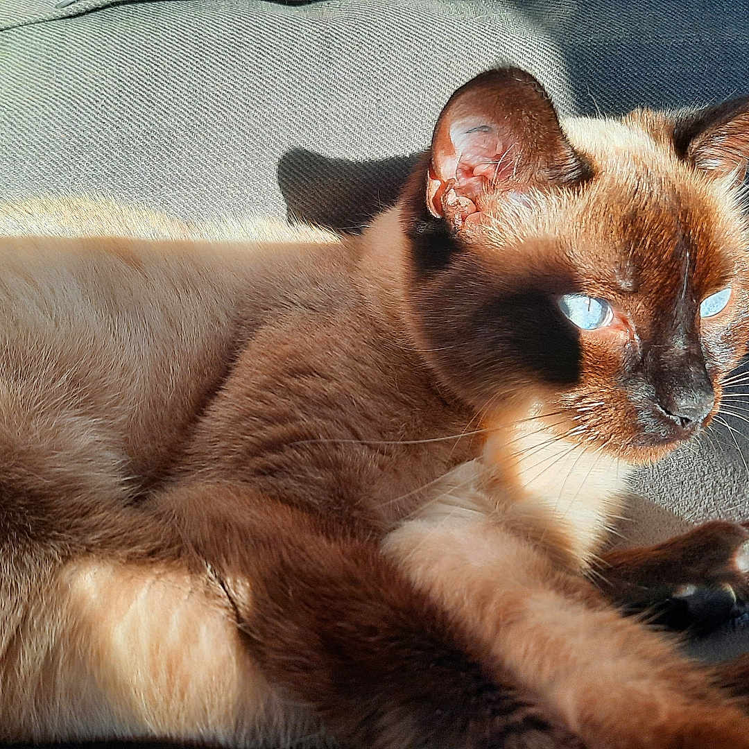 Nadine Vila participe au concours pour gagner de l'argent avec cette photo : abyssinian, animal, cat, couch, furniture, kitten, manx, pet, siamese