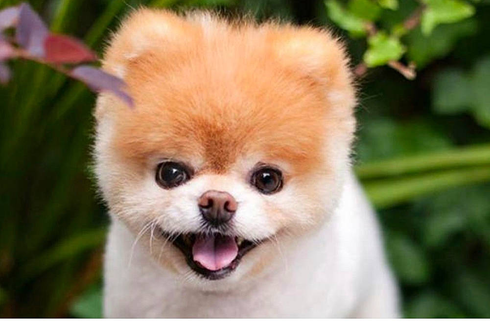 Rubuy a rejoint le concours — aidez-le/la à gagner de superbes lots ! canidae, carnivore, close_up, companion_dog, dog, dog_breed, ear, fawn, fur, grass, liver, non_sporting_group, snout, sporting_group, terrestrial_animal, toy_dog, volpino_italiano, whiskers, wildlife, working_animal