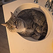 Athena joined the competition — help win amazing prizes! animal, bathroom, cabinet, cat, countertop, curled_tail, domestic, ears, eyes, faucet, fur, gray_tabby, indoor, pet, plumbing, relaxed, sink, tiles, toilet, whiskers