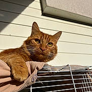 Bebevo participe au concours pour gagner de l'argent avec cette photo : cat, orange_tabby, fur, whiskers, cage, bird, sunlight, outdoor, white_wall, curious, animal, pet, claw, closeup, paw, beige_cloth, daylight, resting, feline, portrait