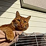 cat, orange_tabby, fur, whiskers, cage, bird, sunlight, outdoor, white_wall, curious, animal, pet, claw, closeup, paw, beige_cloth, daylight, resting, feline, portrait