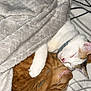 Bebevo a rejoint le concours — aidez-le/la à gagner de superbes lots ! animal, bed, blanket, cat, cats, closeup, comfort, companion, cozy, cute, domestic_cat, fur, indoor, orange_cat, pets, relaxation, resting, sleeping, snuggling, white_cat