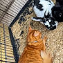 cat, rabbit, orange_cat, black_and_white_rabbit, black_rabbit, cage, animal_enclosure, wood_shavings, fence, pet, domestic_animal, fur, mammal, resting, small_animals, indoor, companion_animals, cute, animal_group, close_up